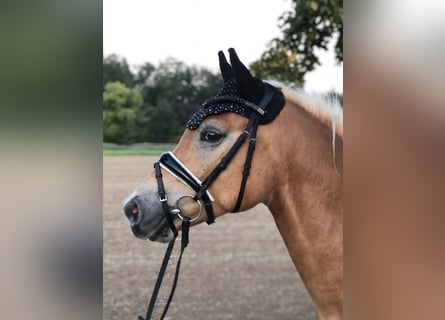 Haflinger, Gelding, 4 years, 14.1 hh, Chestnut-Red