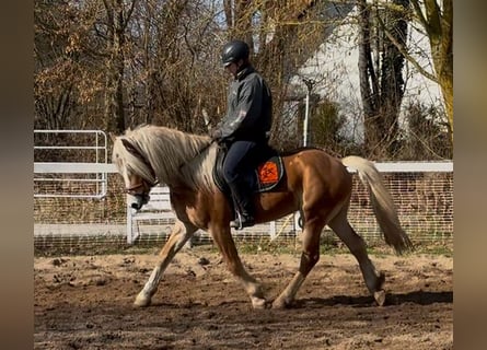 Haflinger, Gelding, 4 years, 14.1 hh, Chestnut-Red
