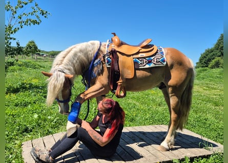 Haflinger, Gelding, 4 years, 14.1 hh, Chestnut-Red