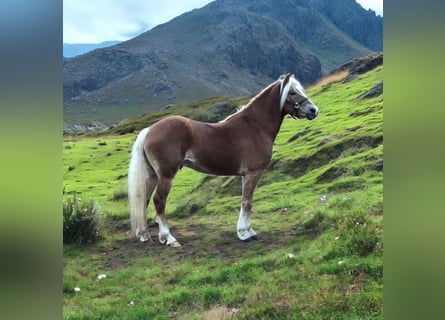 Haflinger, Gelding, 4 years, 14,1 hh, Chestnut-Red