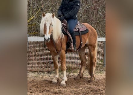 Haflinger, Gelding, 4 years, 14,1 hh, Chestnut-Red