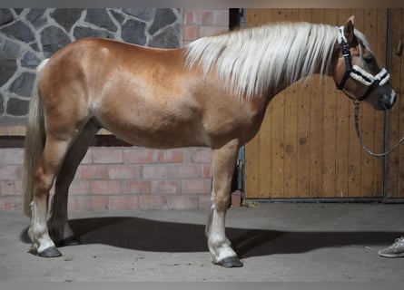 Haflinger, Gelding, 4 years, 14.1 hh