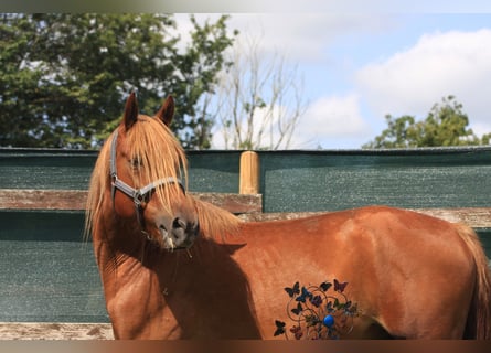 Haflinger Mix, Wallach, 4 Jahre, 14,2 hh, Brauner