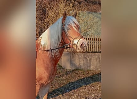 Haflinger, Gelding, 4 years, 14.2 hh, Brown-Light