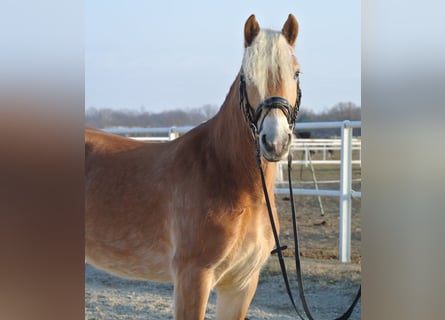 Haflinger, Gelding, 4 years, 14,2 hh, Chestnut-Red