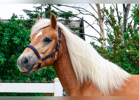 Haflinger, Gelding, 4 years, 14,3 hh, Chestnut-Red