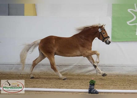 Haflinger, Gelding, 4 years, 14,2 hh, Chestnut-Red