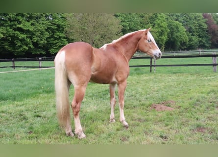 Haflinger, Gelding, 4 years, 14,3 hh, Chestnut-Red