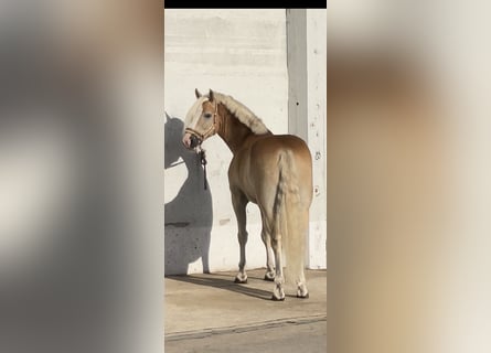 Haflinger, Gelding, 4 years, 15.1 hh, Chestnut-Red