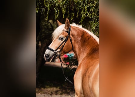 Haflinger, Gelding, 4 years, 15.1 hh, Chestnut-Red