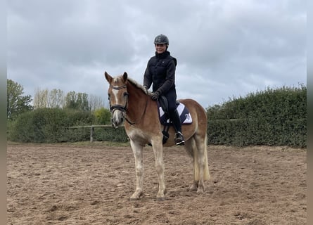 Haflinger, Gelding, 4 years, 15 hh