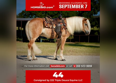 Haflinger, Gelding, 4 years, Palomino