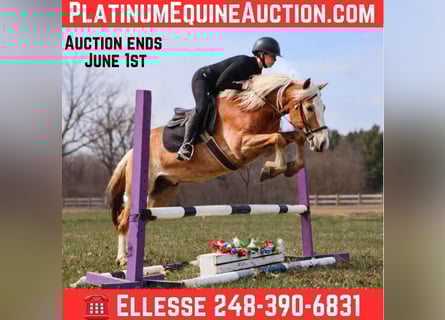 Haflinger, Gelding, 5 years, 14.1 hh, Chestnut