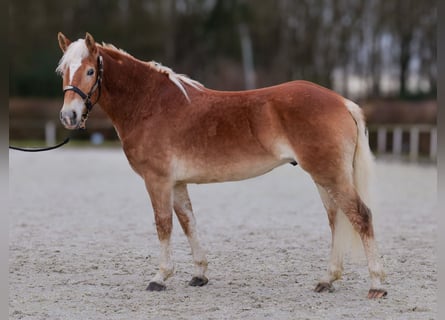 Haflinger, Gelding, 5 years, 14,2 hh, Chestnut-Red