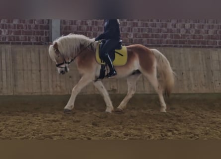 Haflinger, Gelding, 5 years, 14.3 hh, Chestnut-Red