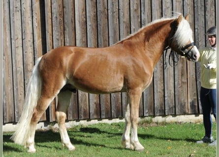 Haflinger, Gelding, 5 years, 14,3 hh, Chestnut-Red
