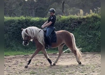 Haflinger, Gelding, 5 years, 14,3 hh, Chestnut-Red