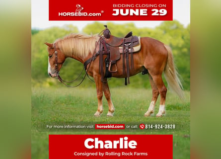 Haflinger Mix, Gelding, 5 years, Chestnut