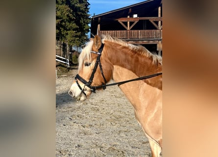 Haflinger, Gelding, 6 years, 14,2 hh, Chestnut-Red