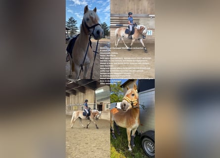 Haflinger, Gelding, 6 years, 14,3 hh, Chestnut-Red