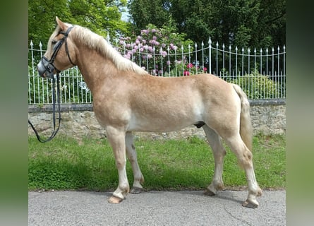 Haflinger, Gelding, 6 years, 15.1 hh, Palomino