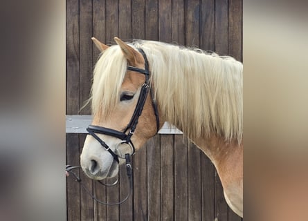 Haflinger, Gelding, 6 years, 15 hh, Chestnut-Red