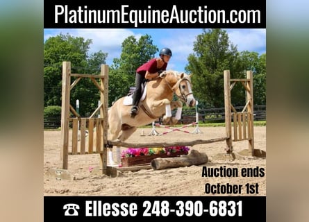 Haflinger, Gelding, 6 years, Palomino