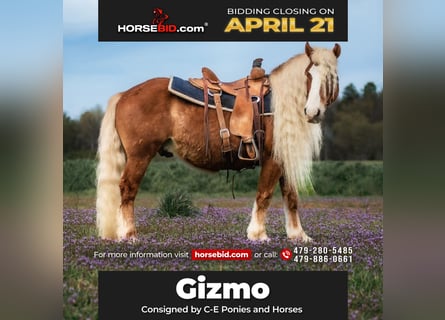 Haflinger, Gelding, 7 years, 13.1 hh, Sorrel