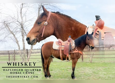 Haflinger, Gelding, 7 years, 14.3 hh, Bay