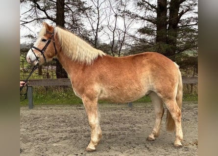 Haflinger, Gelding, 7 years, 15 hh, Chestnut-Red