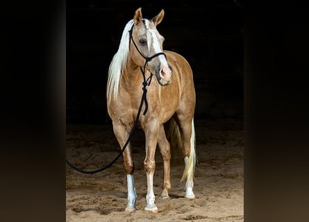 Haflinger, Gelding, 7 years, 15 hh, Palomino