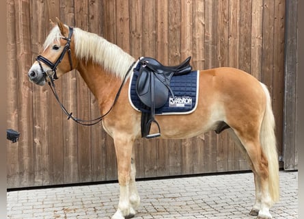 Haflinger, Gelding, 7 years, 15,1 hh, Chestnut-Red