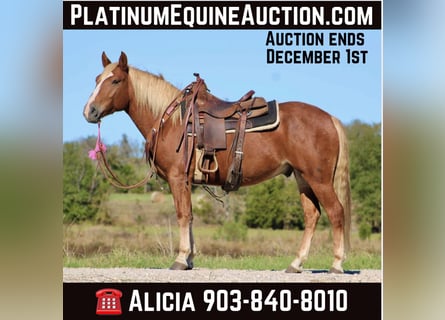 Haflinger, Gelding, 7 years, Chestnut