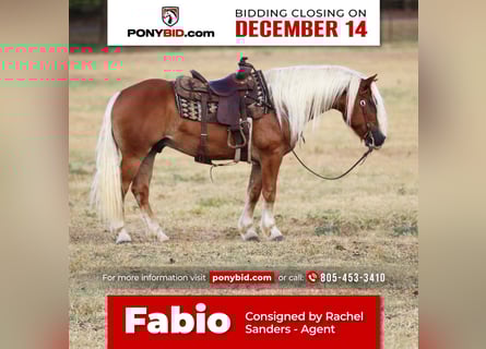 Haflinger, Gelding, 8 years, 13 hh, Palomino