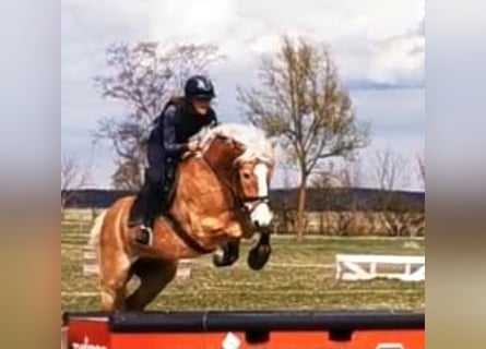 Haflinger, Gelding, 8 years, 15.1 hh, Chestnut-Red