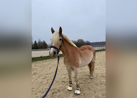 Haflinger, Gelding, 8 years, 15.1 hh