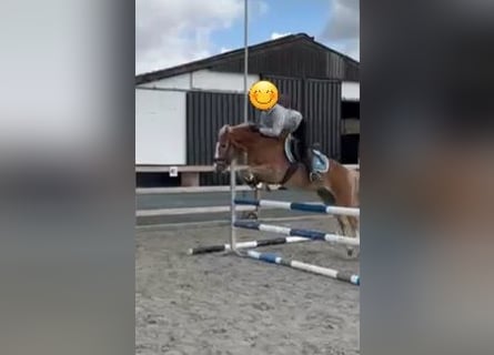 Haflinger, Gelding, 9 years, 13.2 hh