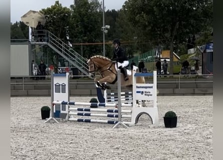 Haflinger, Gelding, 9 years, 14,1 hh, Chestnut-Red