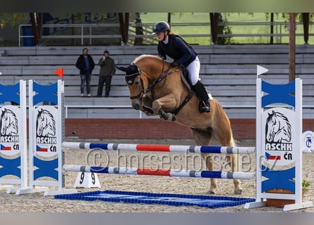 Haflinger, Gelding, 9 years, 14.2 hh, Palomino