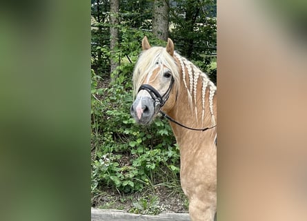 Haflinger, Gelding, 9 years, 15.3 hh, Chestnut-Red