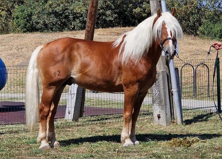 Haflinger, Hengst, 12 Jaar, 152 cm