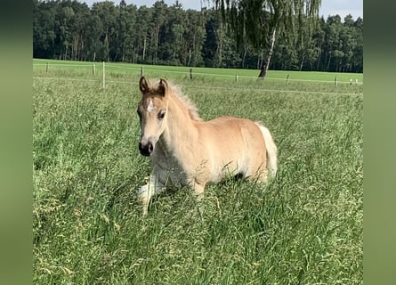 Haflinger, Hengst, 1 Jaar, 150 cm