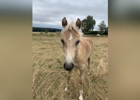 Haflinger, Hengst, 1 Jaar, 150 cm, Vos