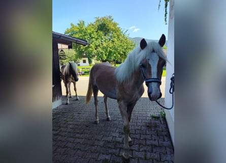 Haflinger, Hengst, 1 Jaar, 150 cm, Vos