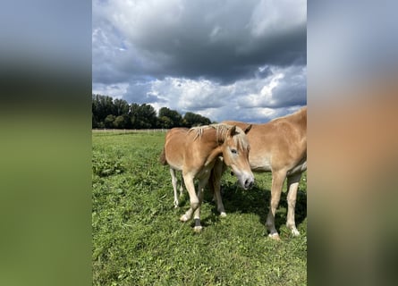 Haflinger, Hengst, 1 Jaar, 152 cm