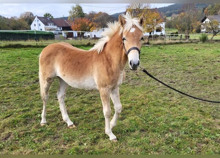 Haflinger, Hengst, 1 Jaar