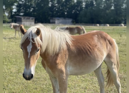 Haflinger, Hengst, 1 Jahr, 149 cm