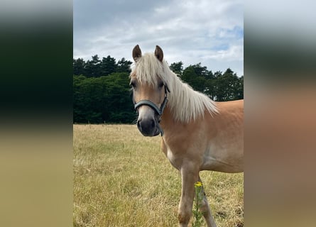 Haflinger, Hengst, 1 Jahr, 150 cm