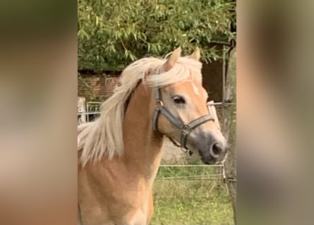 Haflinger, Hengst, 1 Jahr, 150 cm