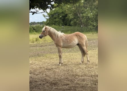 Haflinger, Hengst, 1 Jahr, 150 cm, Fuchs